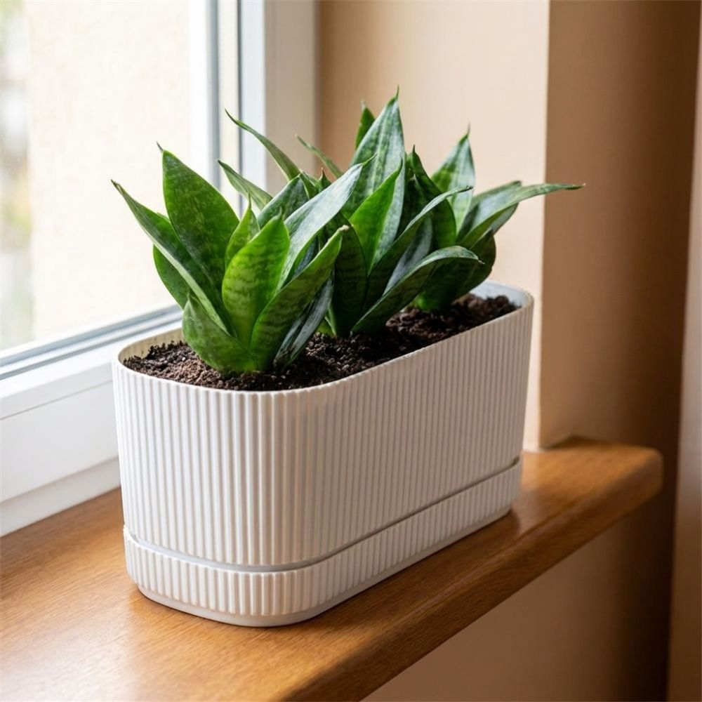 وعاء زهور بلاستيكي ذاتي الري م - مراجعة Aloe Vera Pot وسعره