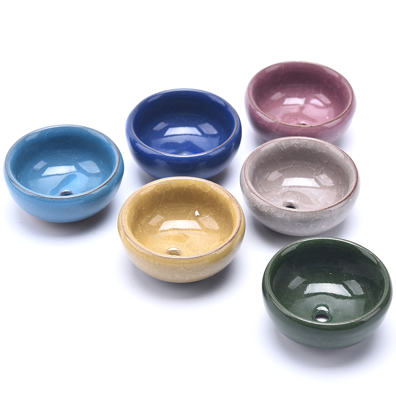 لطيف الجليد الكراك الصقيل زهرة - مراجعة Echeveria Succulent وسعره