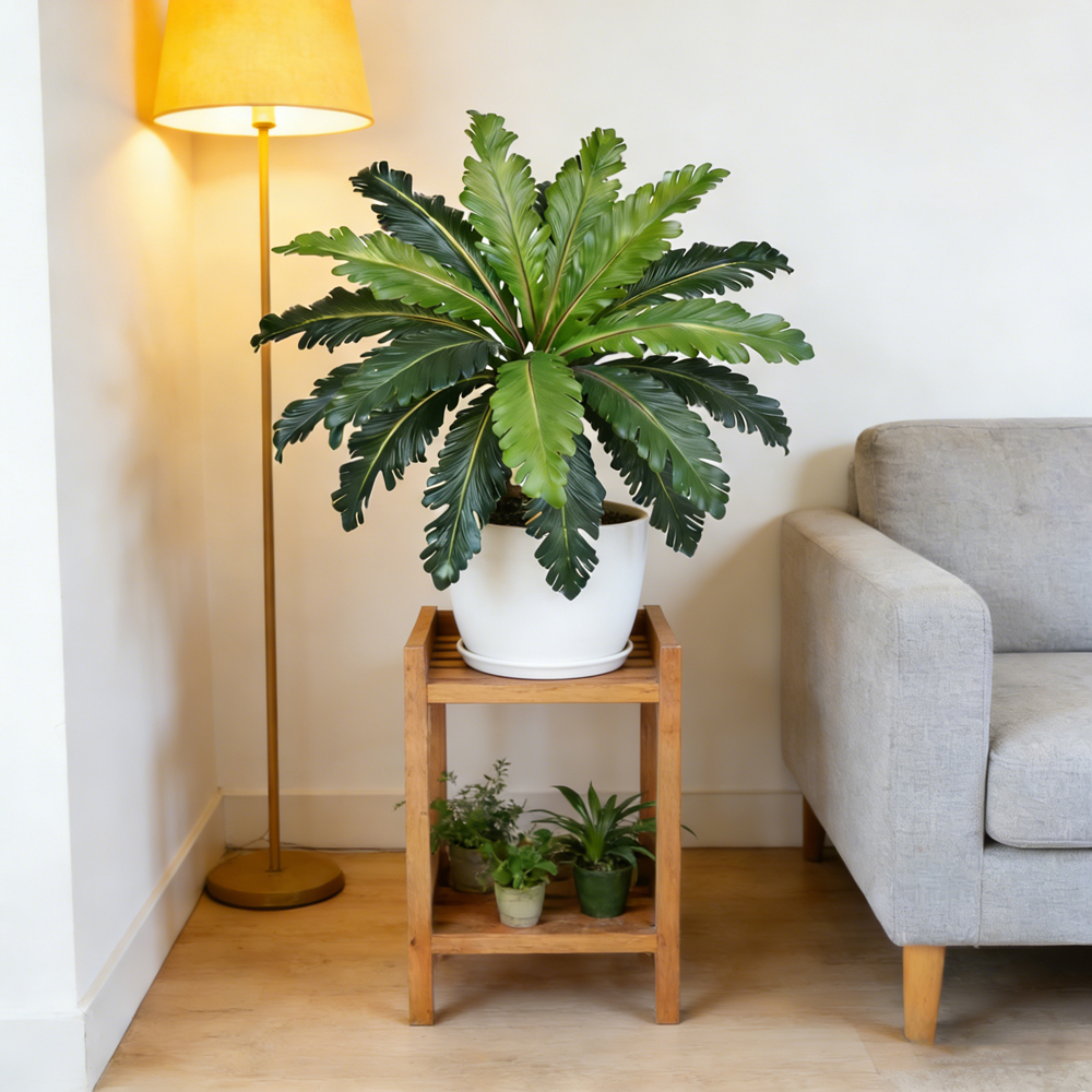 أوراق نباتات اصطناعية استوائية - مراجعة Dracaena Marginata وسعره