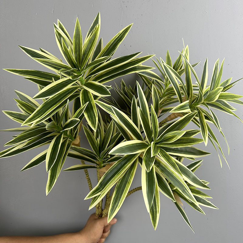 نباتات خضراء مقلدة 3 رؤوس زنبق - مراجعة Dracaena Marginata وسعره